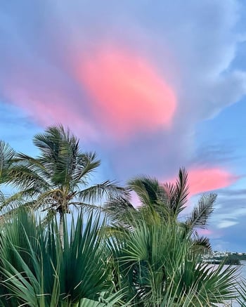 Sunset palm tree 
